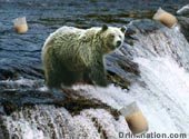 Grizzly Bear drink recipe