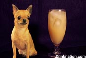 Salty Chihuahua drink recipe